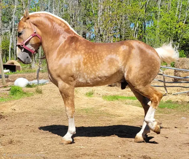 3 Year Old Belgian Cross Filly - Photo 6