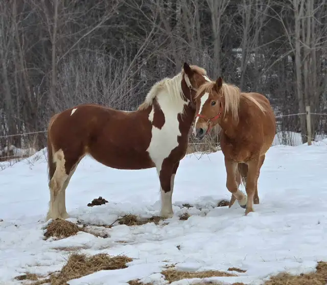 3 Year Old Belgian Cross Filly - Photo 7