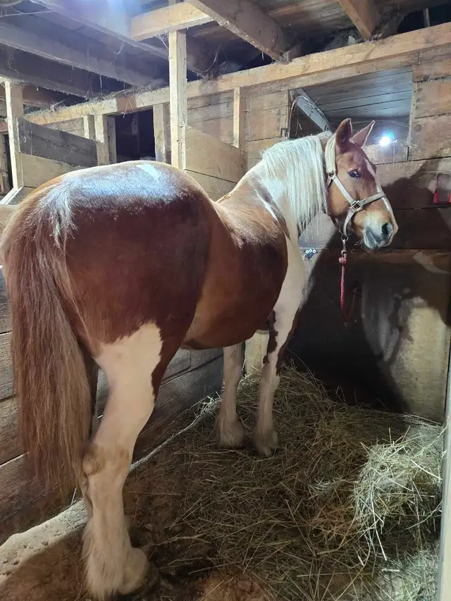 3 Year Old Belgian Cross Filly - Photo 8
