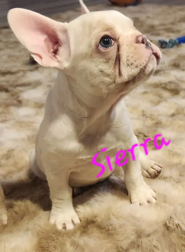 French Bulldog puppies CKC registered