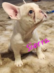 French Bulldog puppies CKC registered