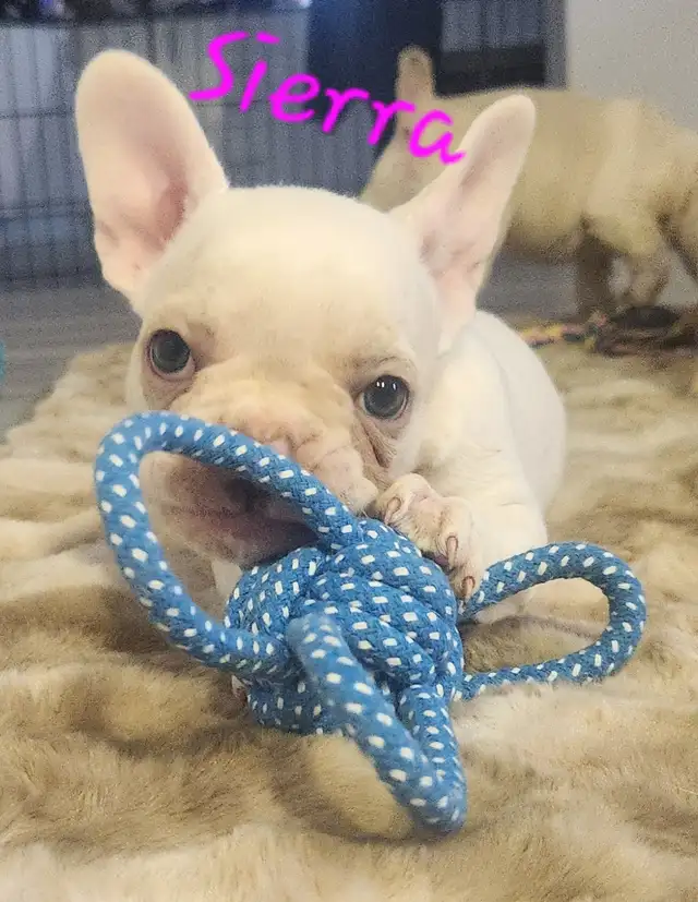 French Bulldog puppies CKC registered - Photo 2
