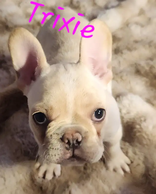 French Bulldog puppies CKC registered - Photo 3