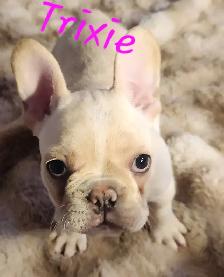 French Bulldog puppies CKC registered - Photo 3