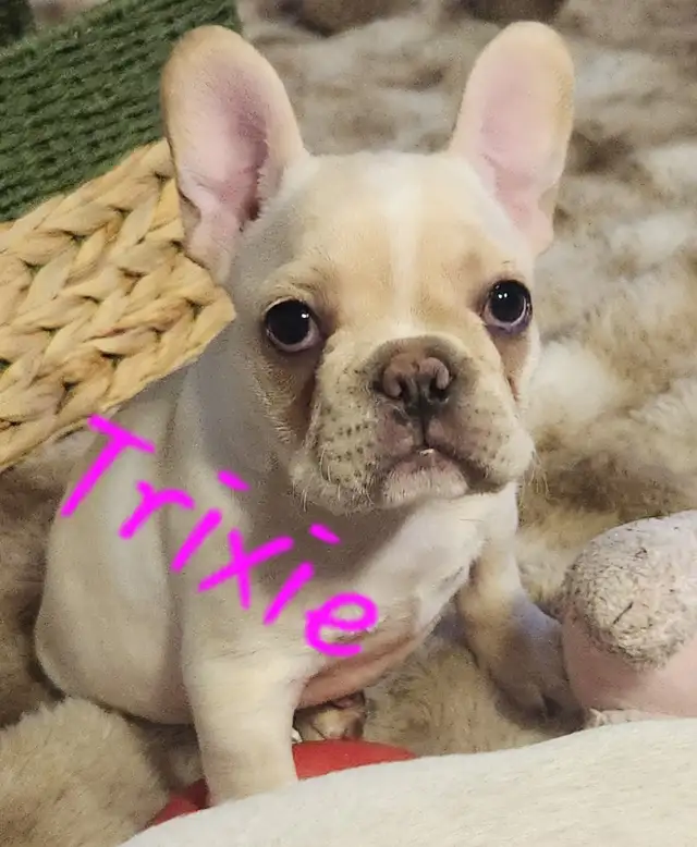 French Bulldog puppies CKC registered - Photo 4