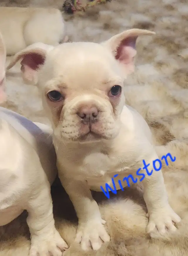 French Bulldog puppies CKC registered - Photo 5