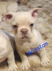 French Bulldog puppies CKC registered - Photo 5