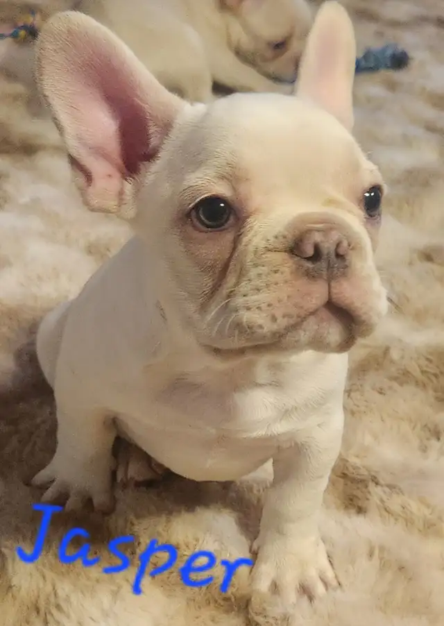 French Bulldog puppies CKC registered - Photo 6