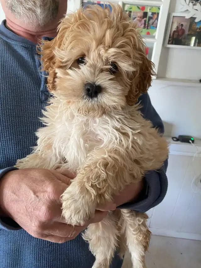 adorable maltipoo