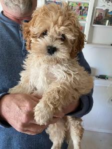 adorable maltipoo