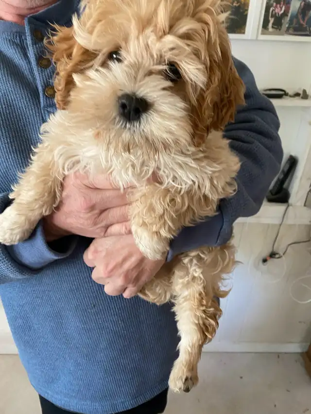 adorable maltipoo - Photo 2