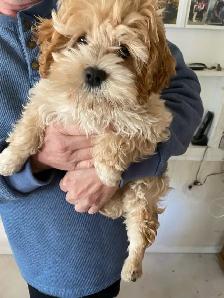 adorable maltipoo - Photo 2