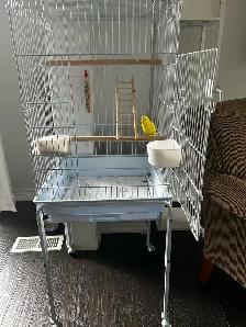 3 month old fancy budgie and cage