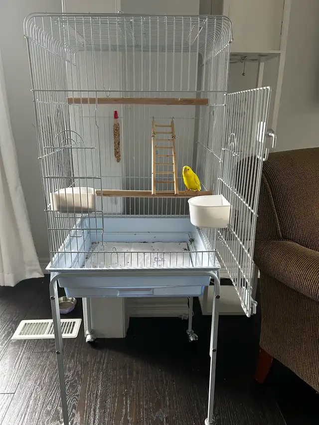 3 month old fancy budgie and cage - Photo 2