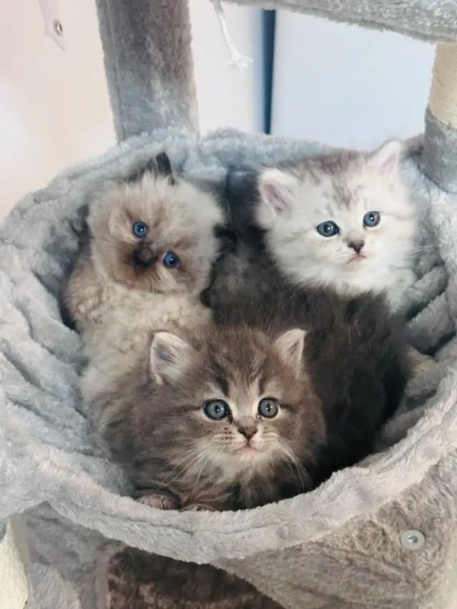 Himalayan - Perse