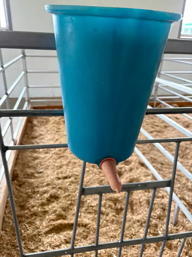 Calf Peach Teat nipple buckets