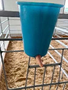 Calf Peach Teat nipple buckets