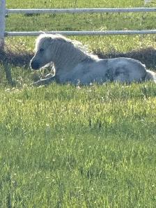 Great Horse