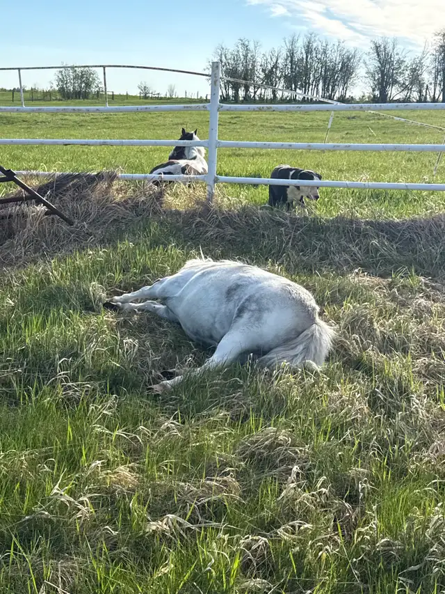 Great Horse - Photo 2