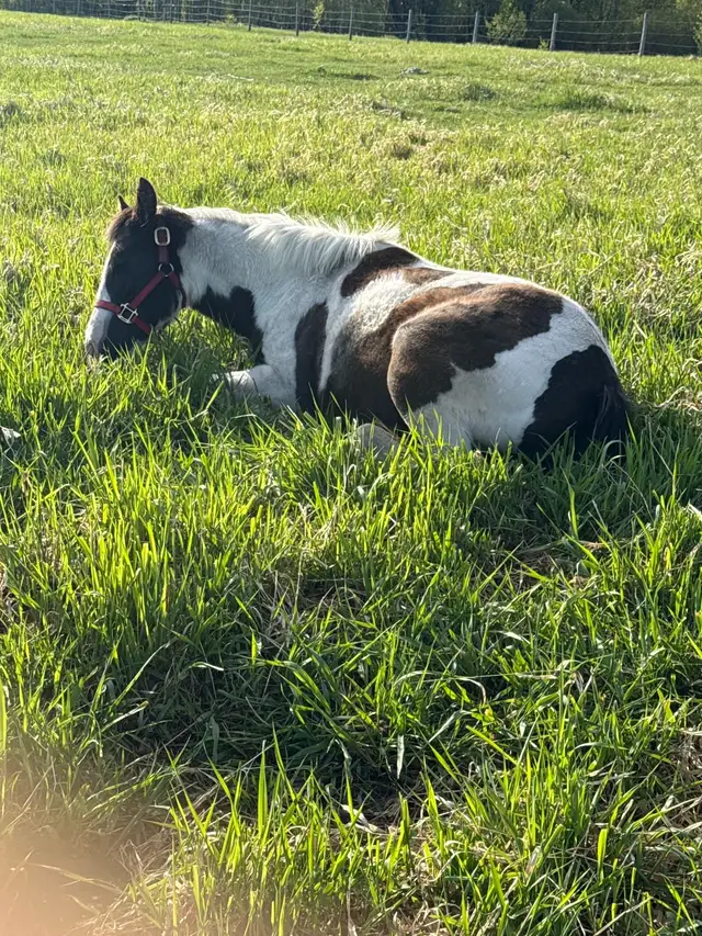 Great Horse - Photo 3