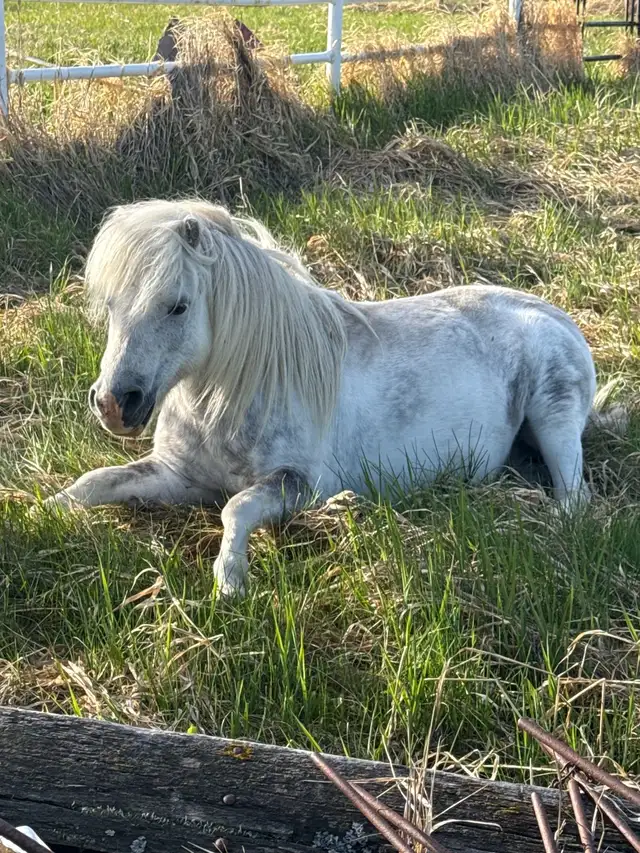 Great Horse - Photo 4