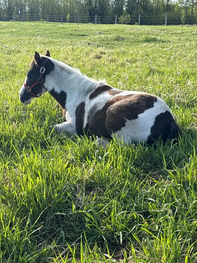 Great Horse - Photo 5