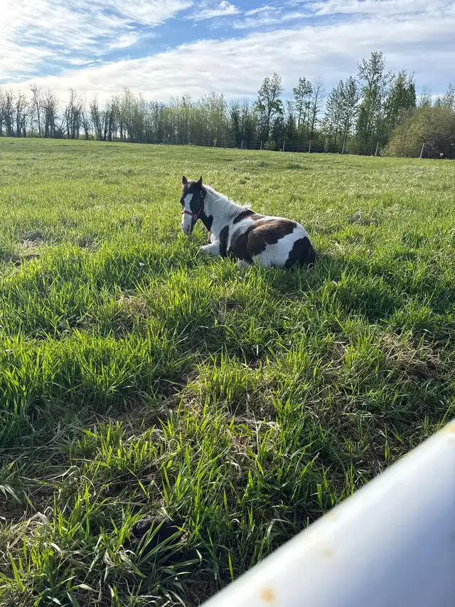 Great Horse - Photo 6