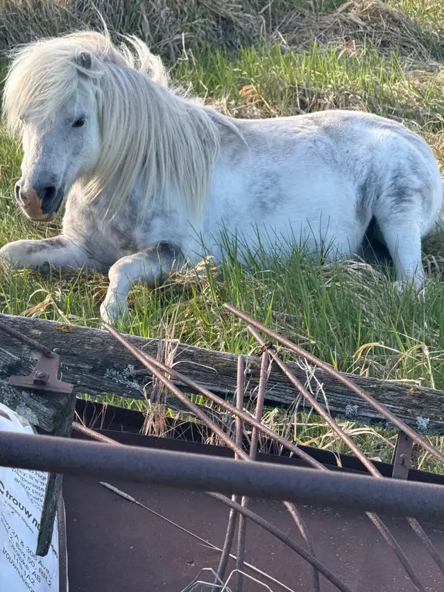 Great Horse - Photo 8