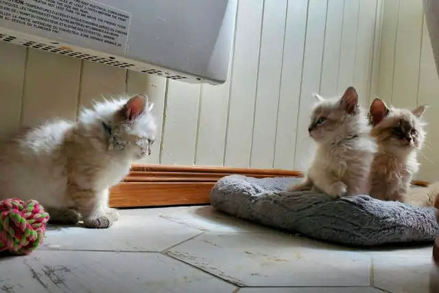 Superbes chatons siberiens hypoallergenic pure race enr T.I.C.A - Photo 3
