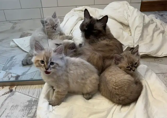 Superbes chatons siberiens hypoallergenic pure race enr T.I.C.A - Photo 4