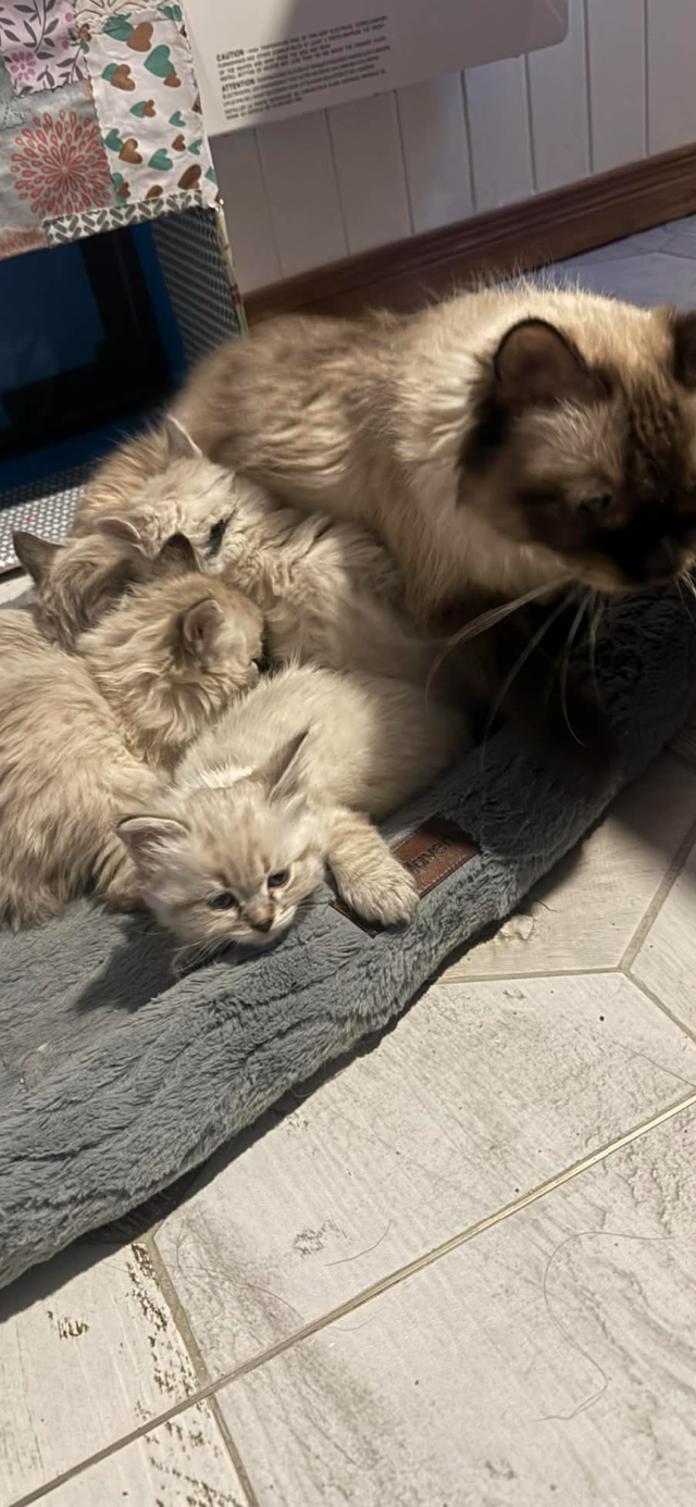 Superbes chatons siberiens hypoallergenic pure race enr T.I.C.A - Photo 5