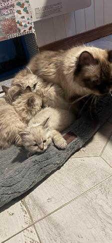 Superbes chatons siberiens hypoallergenic pure race enr T.I.C.A - Photo 5