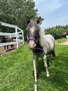 36 inch Miniature Pintaloosa Mare