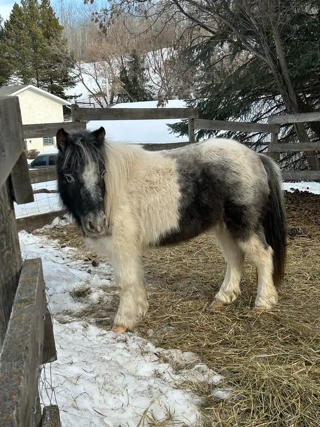 36 inch Miniature Pintaloosa Mare - Photo 3