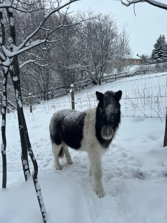 36 inch Miniature Pintaloosa Mare - Photo 4