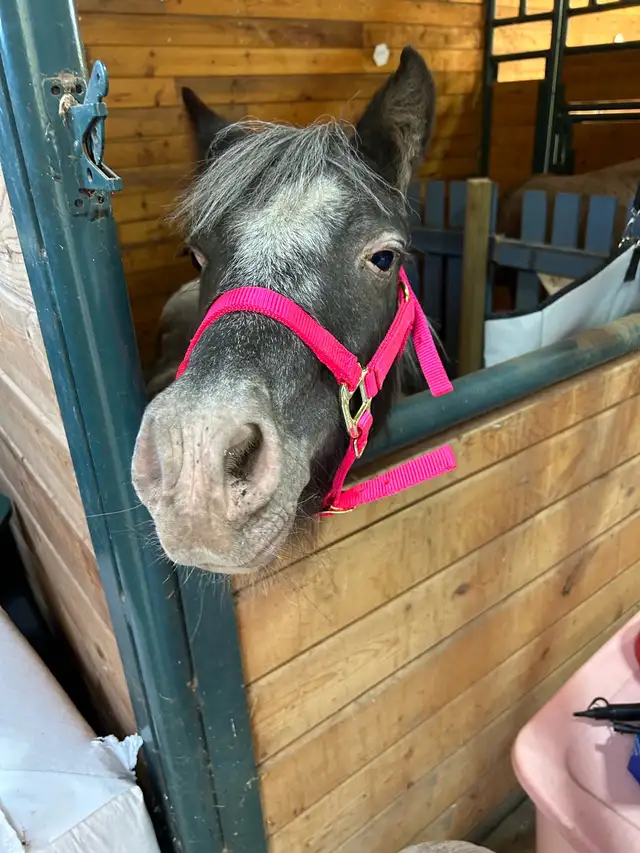 36 inch Miniature Pintaloosa Mare - Photo 5