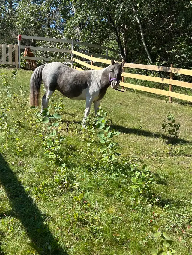 36 inch Miniature Pintaloosa Mare - Photo 6