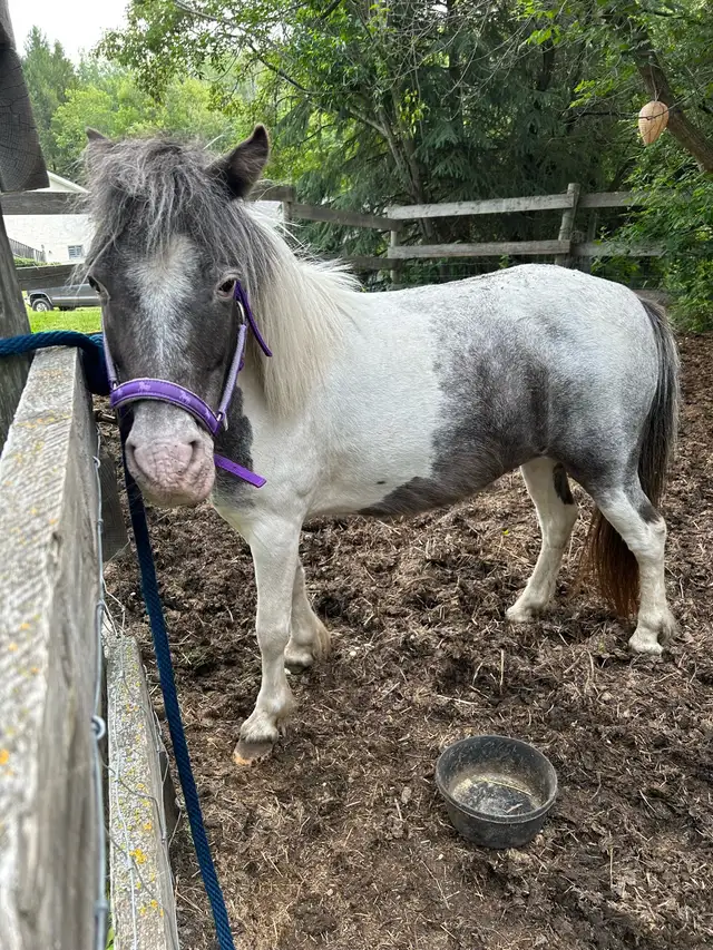 36 inch Miniature Pintaloosa Mare - Photo 7