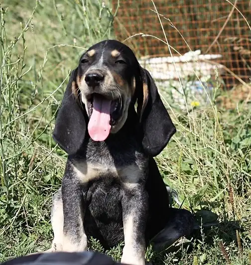 BLUETICK COONHOUND PUPPIES! Purebred. Ready July 17