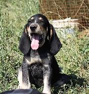 BLUETICK COONHOUND PUPPIES! Purebred. Ready July 17