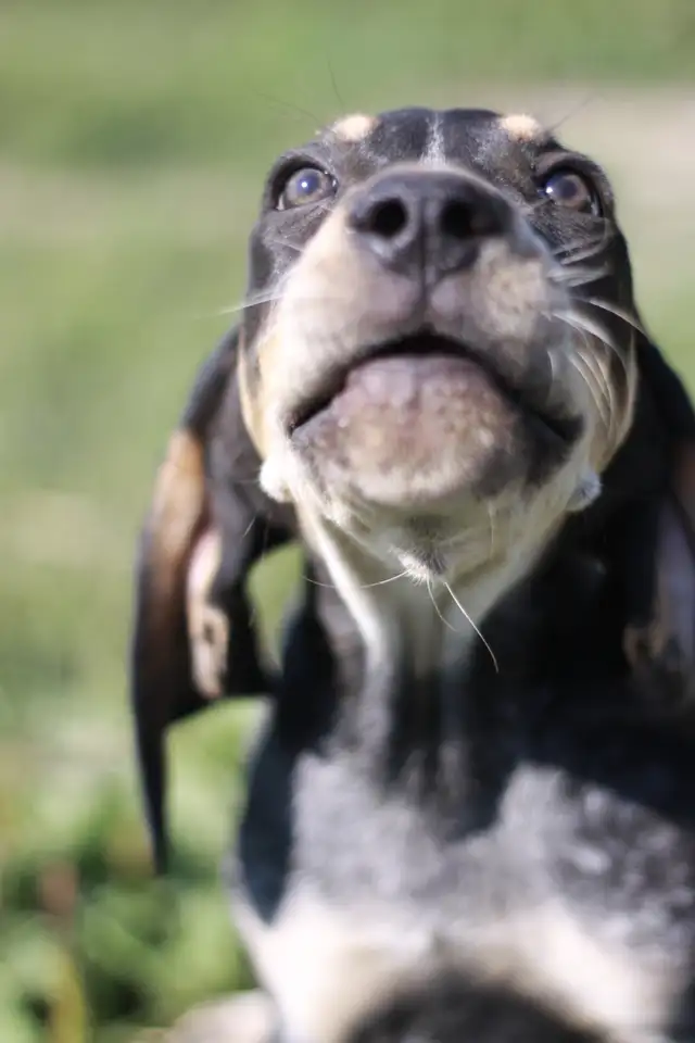 BLUETICK COONHOUND PUPPIES! Purebred. Ready July 17 - Photo 2