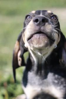 BLUETICK COONHOUND PUPPIES! Purebred. Ready July 17 - Photo 2