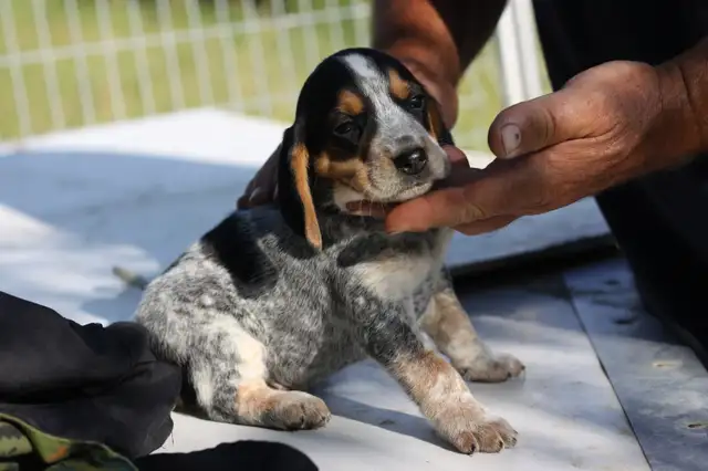 BLUETICK COONHOUND PUPPIES! Purebred. Ready July 17 - Photo 3