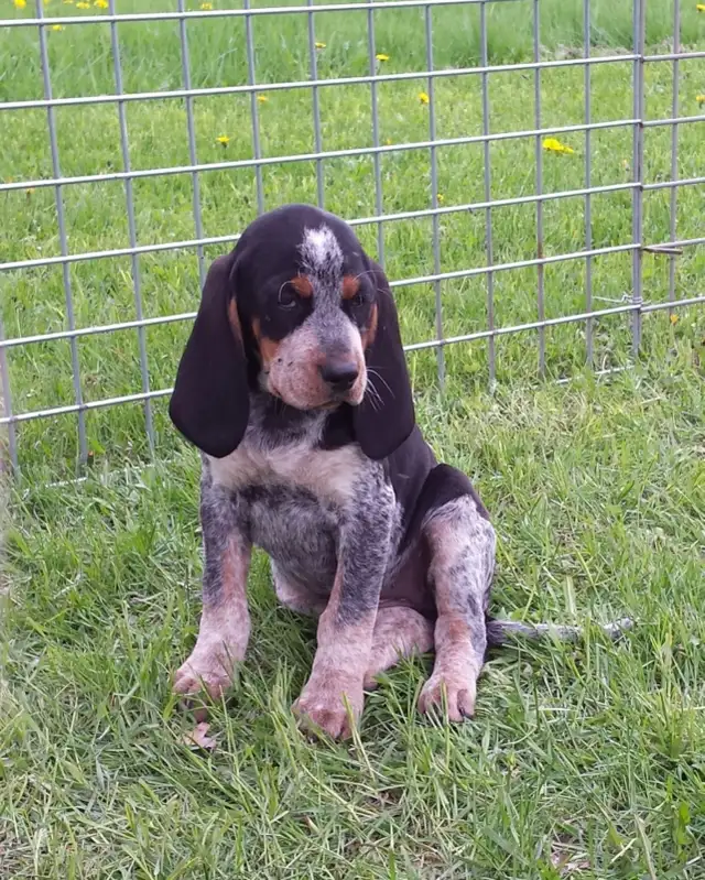 BLUETICK COONHOUND PUPPIES! Purebred. Ready July 17 - Photo 4