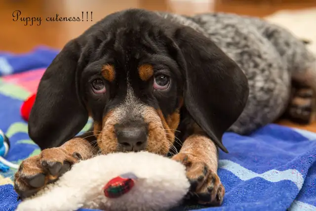 BLUETICK COONHOUND PUPPIES! Purebred. Ready July 17 - Photo 5
