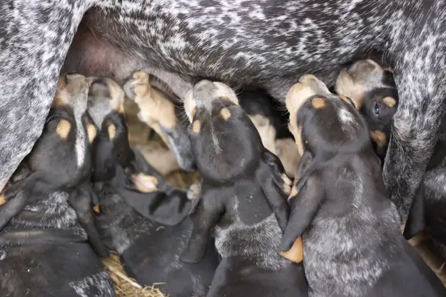 BLUETICK COONHOUND PUPPIES! Purebred. Ready July 17 - Photo 6