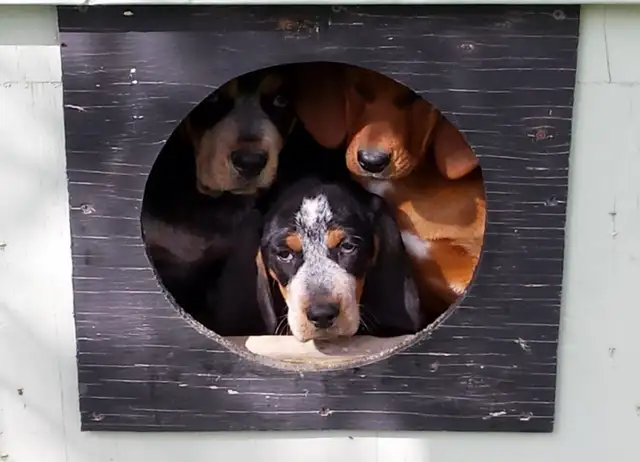 BLUETICK COONHOUND PUPPIES! Purebred. Ready July 17 - Photo 7