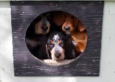 BLUETICK COONHOUND PUPPIES! Purebred. Ready July 17 - Photo 7