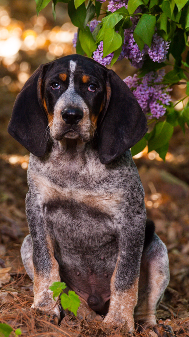 BLUETICK COONHOUND PUPPIES! Purebred. Ready July 17 - Photo 8