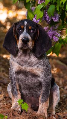 BLUETICK COONHOUND PUPPIES! Purebred. Ready July 17 - Photo 8